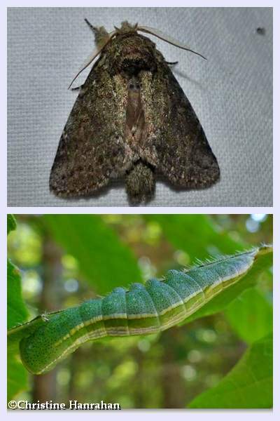 Saddled prominent moth and larva (Cecrita guttivitta), #7994