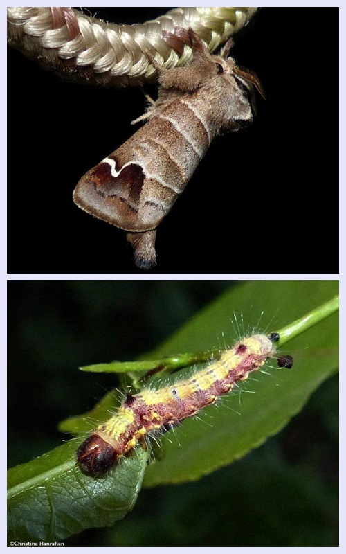 Sigmoid Prominent Moth and larva (Clostera albosigma), #7895