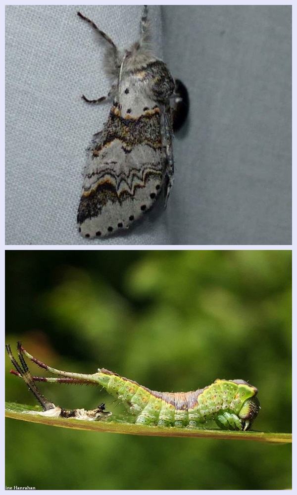 Western furcula moth and larva(<em>Furcula occidentalis</em>), #7939  