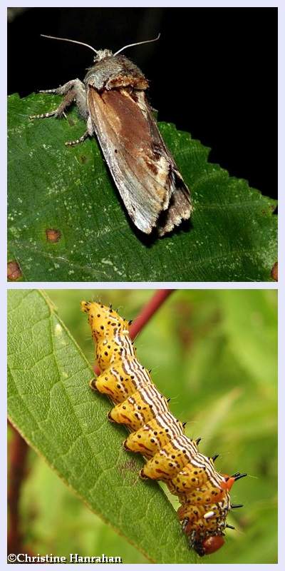 Red-humped caterpillar moth and larva (Oedemasia concinna), #8010