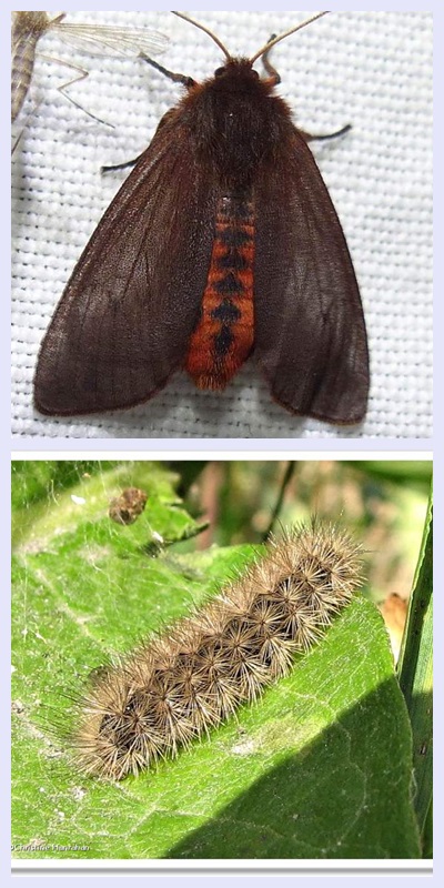 Ruby tiger moth and larva (<em>Phragmatobia fuliginosa</em>), #8156