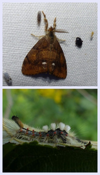Rusty tussock moth and larva  (Orgyia antiqua), #8308