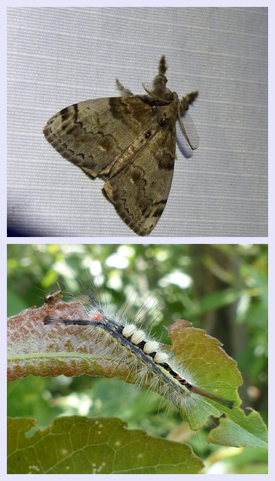 White-marked tussock moth and larva (Orgyia leucostigma), #8316