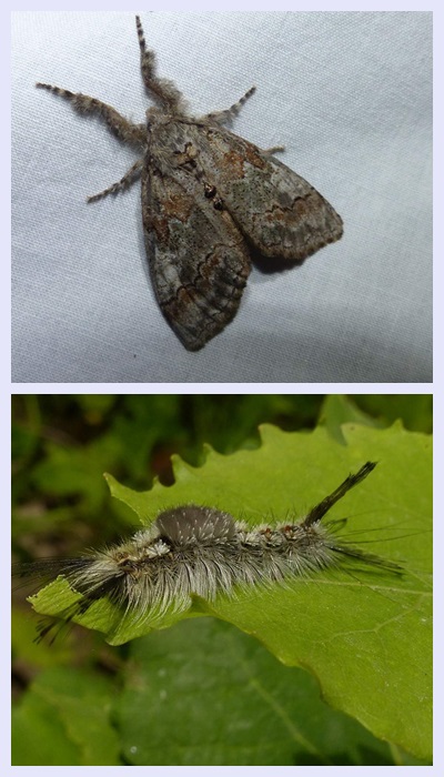 Sharp-lined tussock moth and larva (Dasychira dorsipennata), #8293