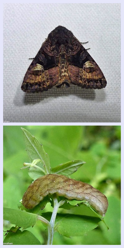 American angle shades moth and larva (Euplexia benesimilis), #9545