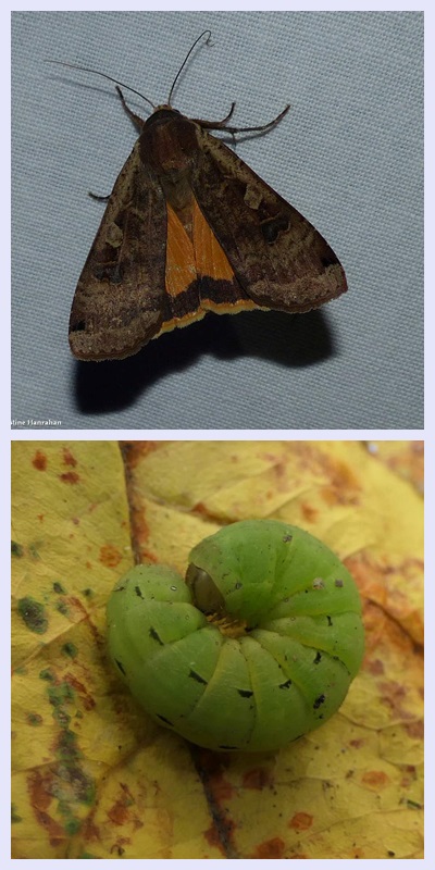 Large yellow underwing moth and larva (Noctua pronuba), #11003.1 