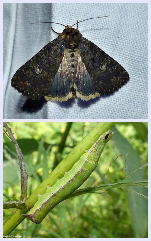 Dusky groundling moth and larva (<em>Condica vecors</em>), #9696