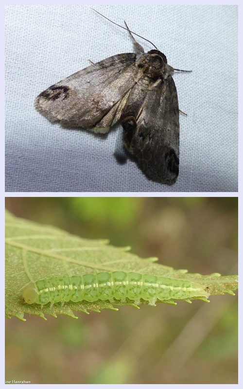 Sleeping baileya moth and larva  (Baileya dormitans), #8971