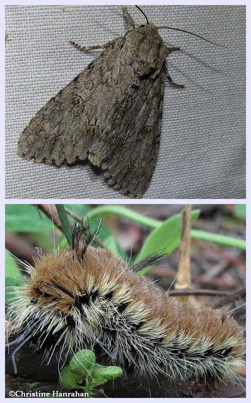 Large gray dagger moth and larva (Acronicta insita), #9202 
