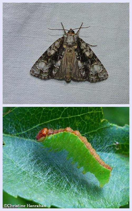 Splendid dagger moth  and larva  (Acronicta superans), #9226