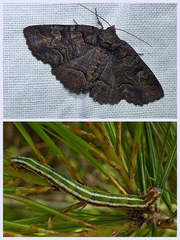 Brown-spotted zale moth and larva (Zale helata), #8704
