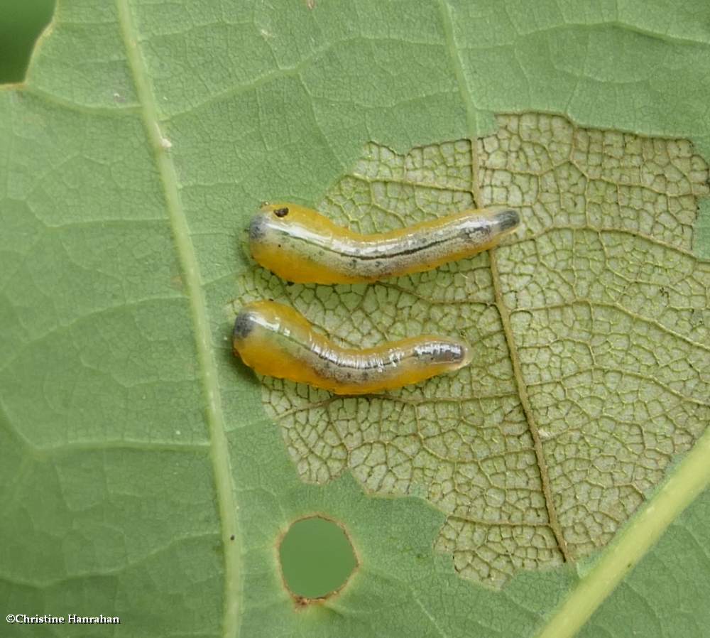 Sawflies (<em>Caliroa</em>)