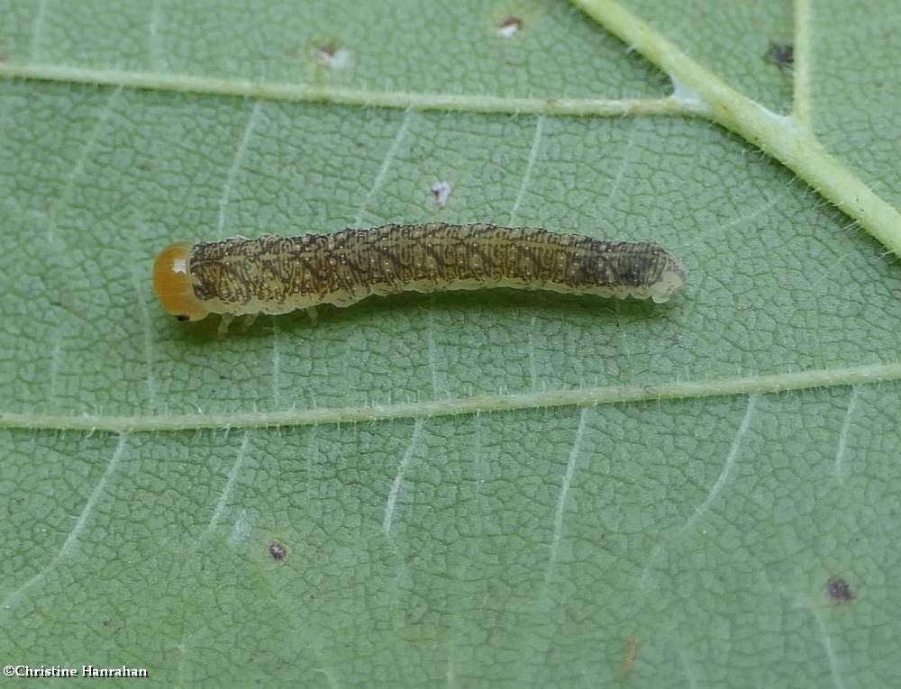 Sawfly larva (<em>Tenthredo</em>)
