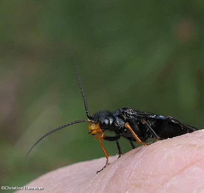 Pine-false webworm sawfly (Acantholyda erythrocephala)