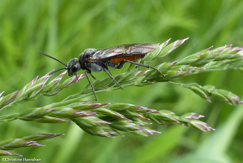 Sawfly (<em>Dolerus</em>)