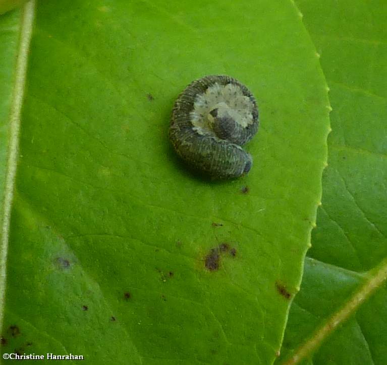 Sawfly larva (Macrophya flicta)