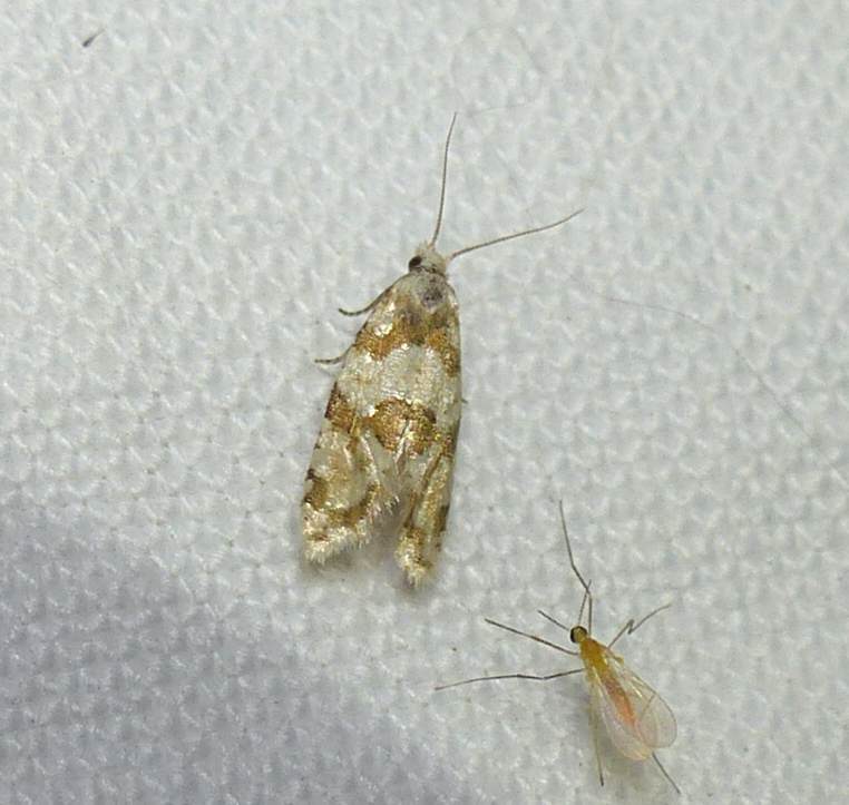 Silver-bordered aethes moth  (Aethes argentilimitana), #3754.2