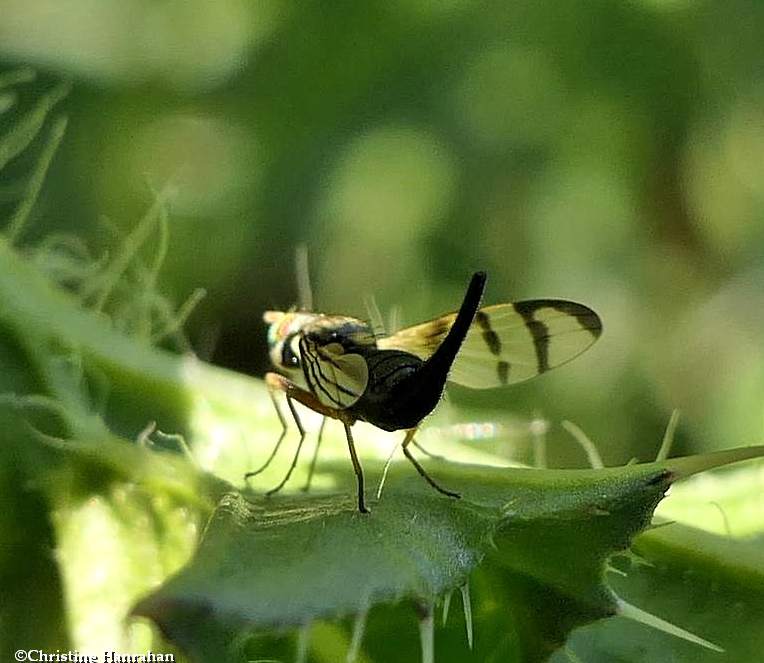 Knapweed gall fly  (Urophora affinis), female