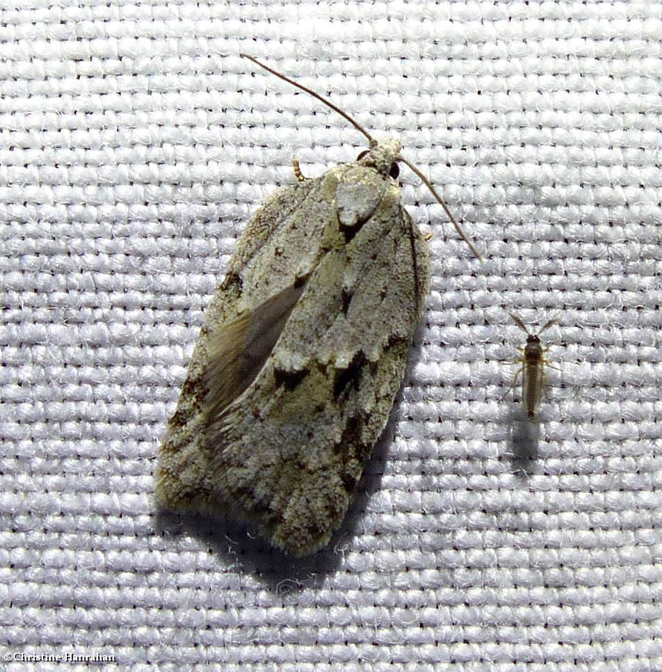 Black-headed birch leafroller moth  (<em>Acleris placidana</em>), #3540