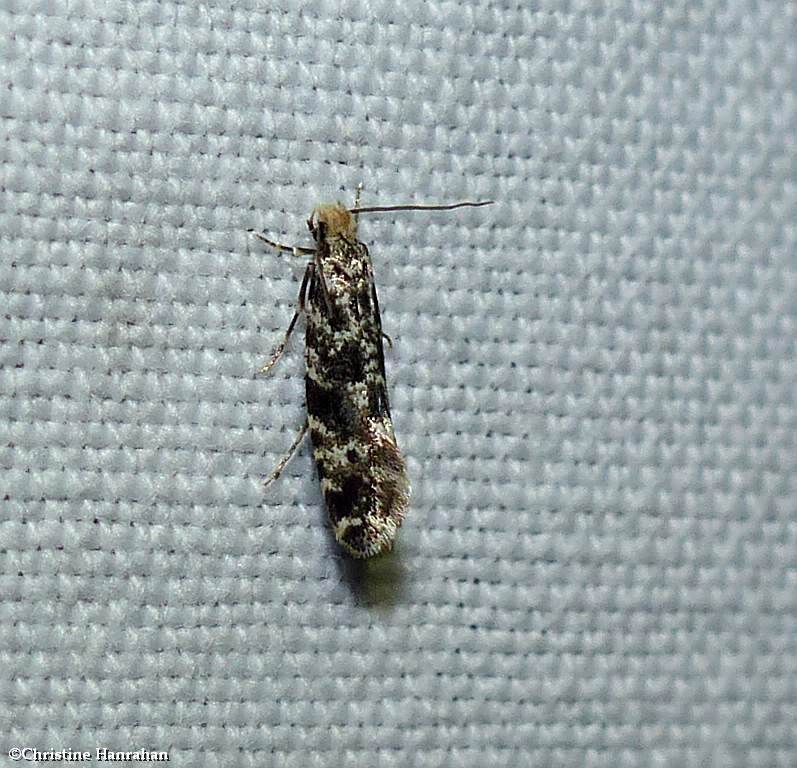 Monopsis moth sp. (Monopsis)