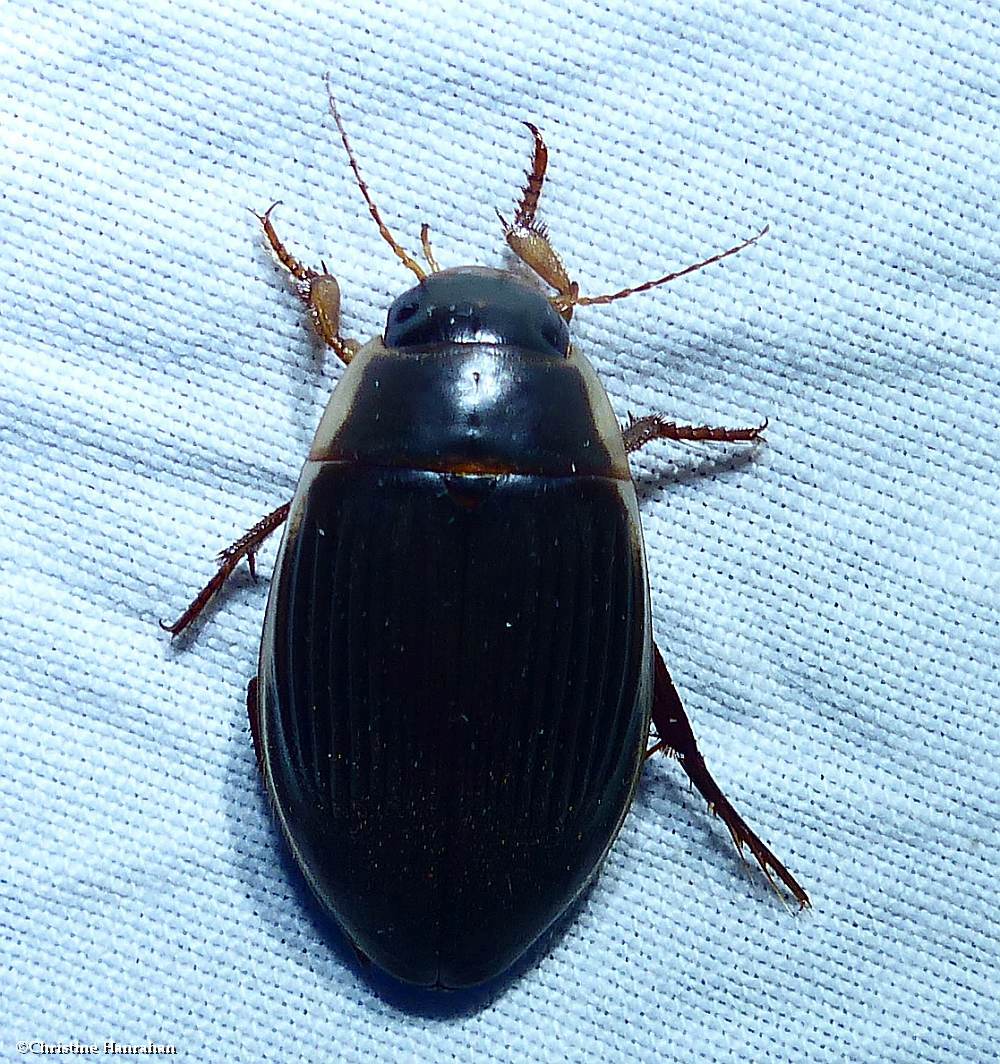 Predacious diving beetle (<em>Dytiscus fasciventris</em>)