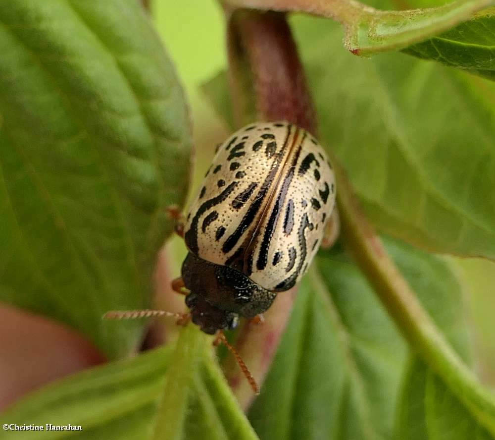 Dogwood calligrapha beetle (<em>Calligrapha philadelphica</em>)