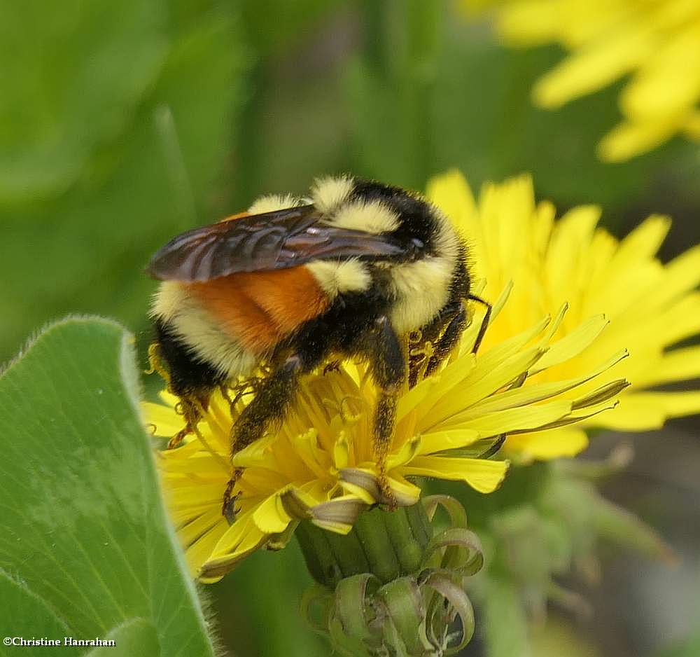 Tri-colored bumble bee (<em>Bombus ternarius</em>)