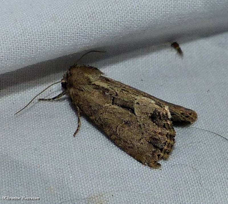 Reed canary grass borer moth (Xylomoia chagnoni), #9433