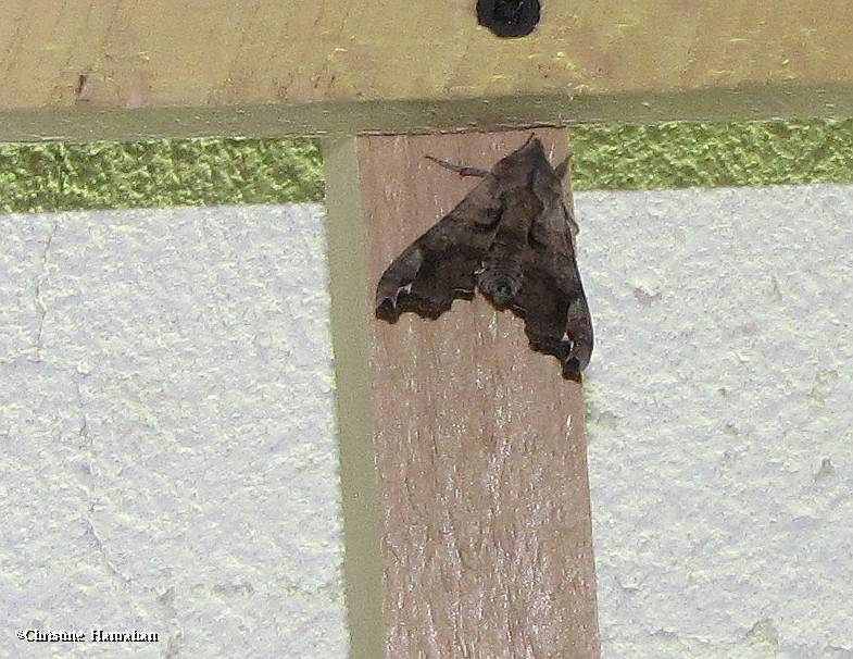 Lettered sphinx moth (Deidamia inscriptum), #7871