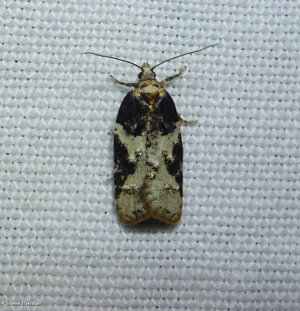 Eastern black-headed budworm moth (<em>Acleris variana</em>), #3548