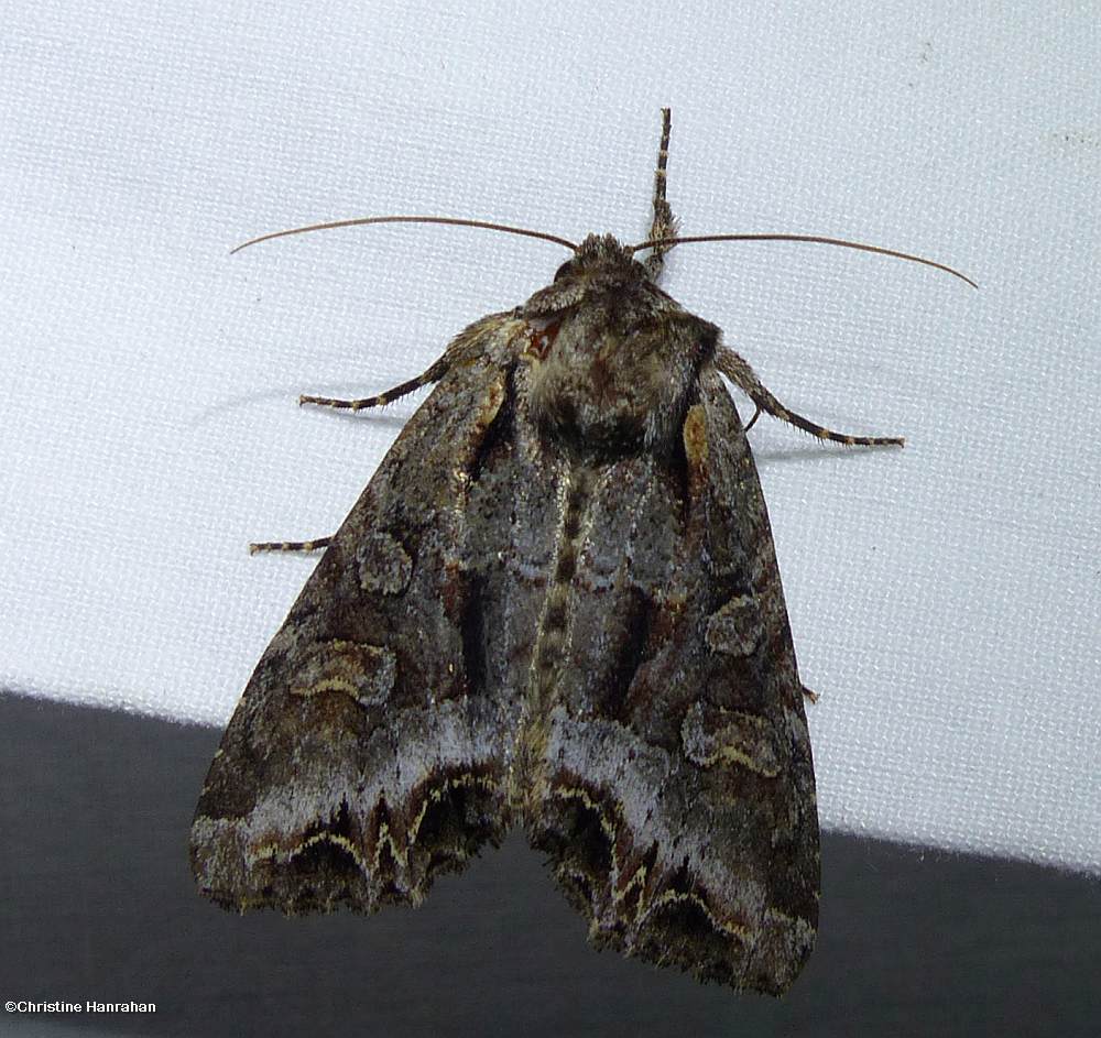 Grand arches moth (<em>Lacanobia grandis</em>),  #10300