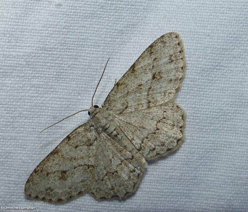 Small engrailed moth  (<em>Ectropis crepuscularia</em>), #6597