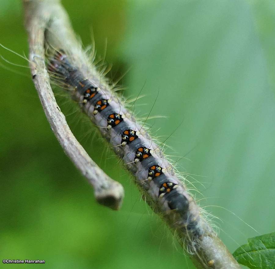 Interrupted dagger moth caterpillar  (<em>Acronicta interrupta</em>), #9237