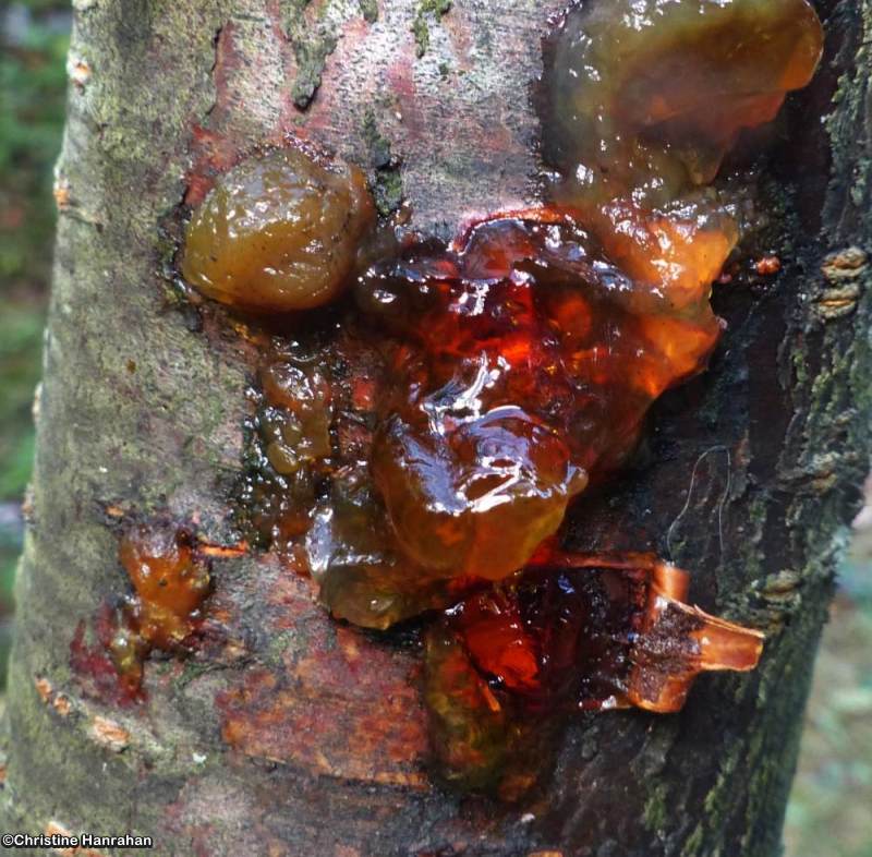 Exidia?