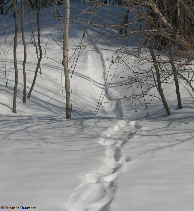 River Otter tracks