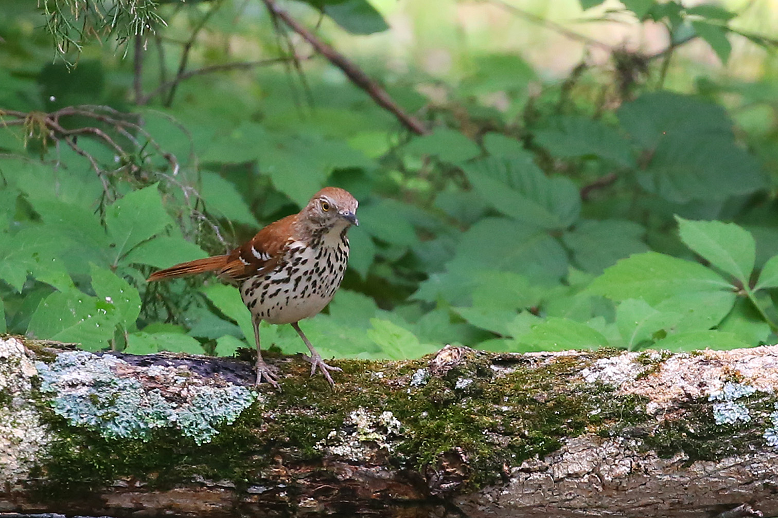 Brown Thrasher