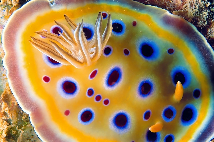 Nudi - Goniobranchus geminus (Twin sea slug)  