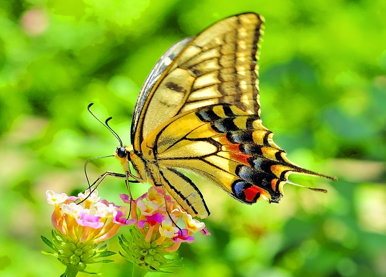 Old World Swallowtail Butterfly,Papilio machaon hippocrates