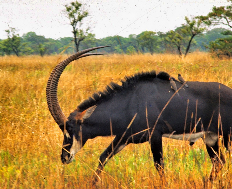 Palanca Negra Gigante, Giant Sable Antelope, (Hippotragus niger variani)