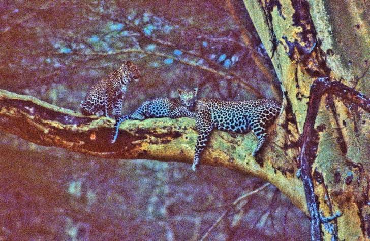 Leopards On A Tree 