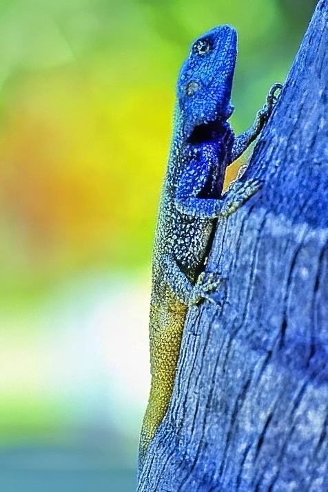 The Unexpected Blue Lizard 