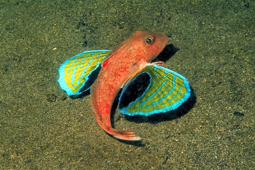 Longfin Sea Robin (Lepidotrigla japonica )