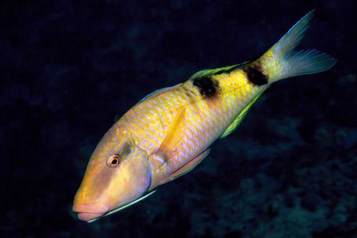  Goatfish, Parupeneus multifasciatus Free Swimming 
