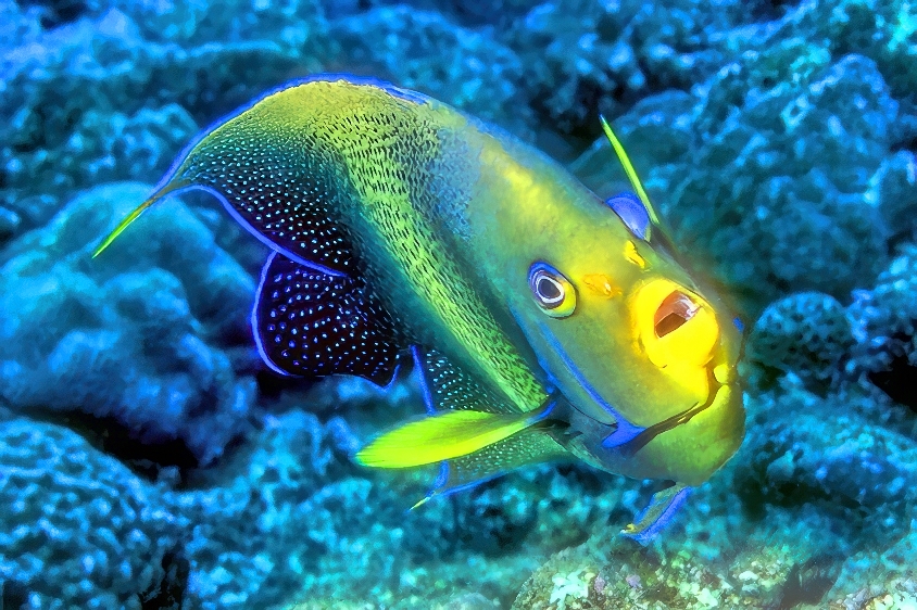 Unexpected Angelfish Frontal