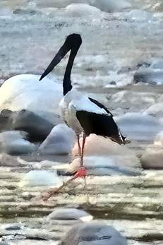 Black-Necked Stork 'Ephippiorhynchus asiaticus' On River At Sunrise