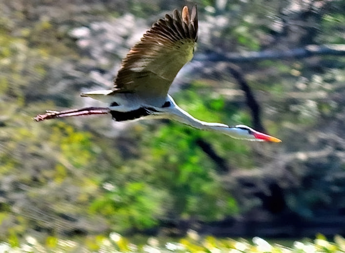 Gray Herons Flight Over The Lilies Pond