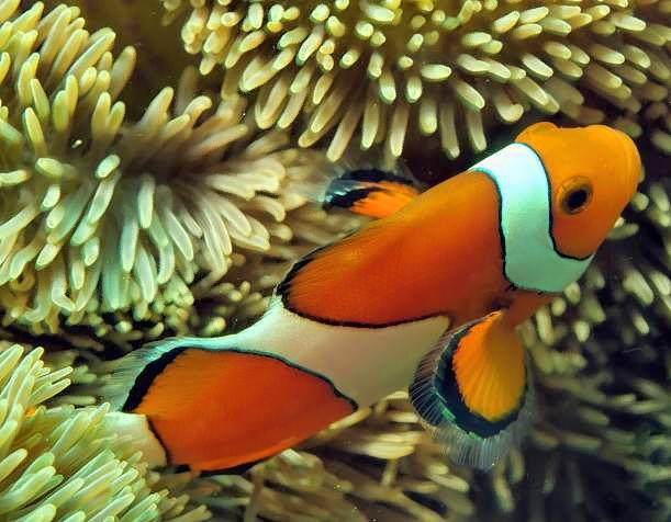Nemo, the Captains Name 