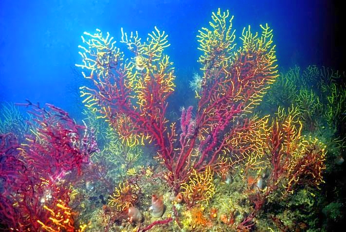 Tricolor Seafans 