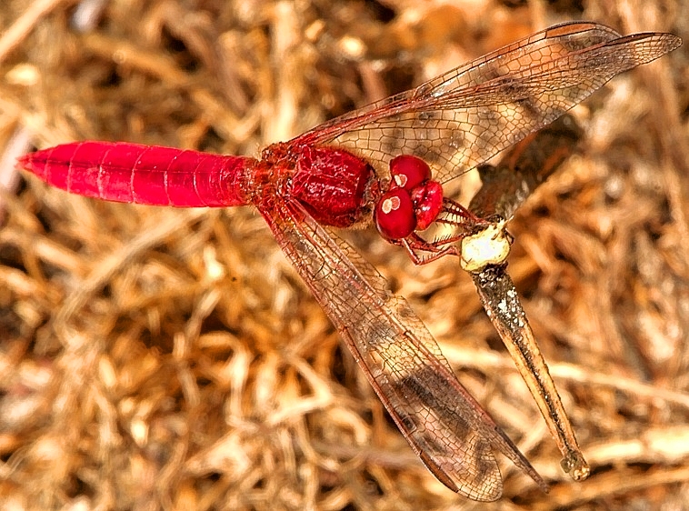 Libelula Vermelha  