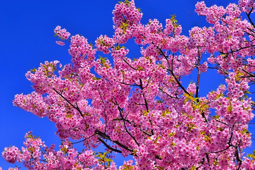 First Sakura